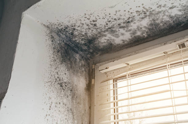 Trusted Black Mold Removal service in Lancaster, VA - Cheap Mold Removal